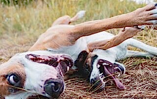 Собака на прогулке