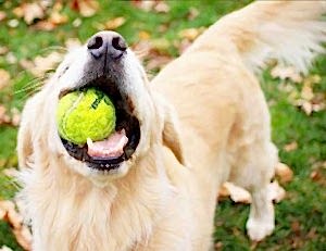 Дрессировка собак