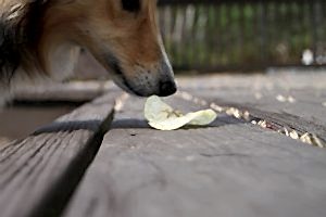 собака подбирает с спола