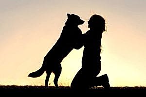 мне не нужна дрессировка...