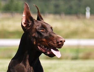 Норматив управляемая городская собака