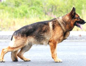 Условия для образования условных рефлексов