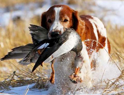Дрессировка собак охотничьих пород