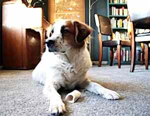 Стадии образования навыка у собак