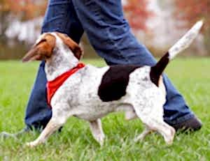 Собака-компаньон