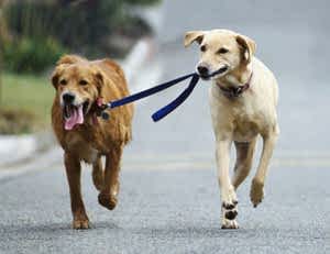 Испытания по курсу собака-компаньон