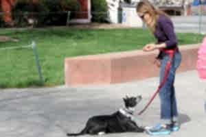 О методах дрессировки собак