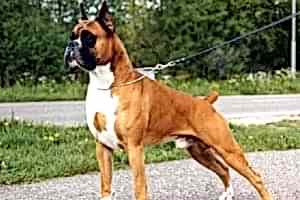 дрессировка собак