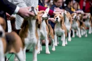 Подготовка собак к выставкам