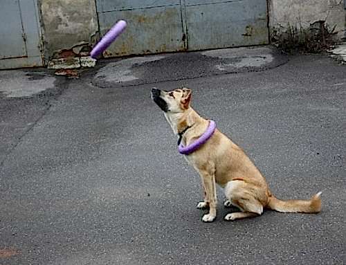 Программа обучения «Теоретик»