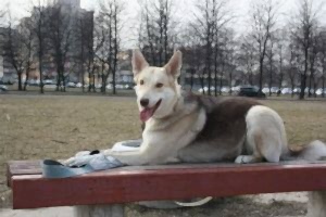 Управляемая городская собака (УГС)