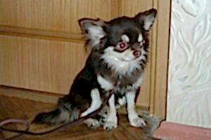 Консультация зоопсихолога