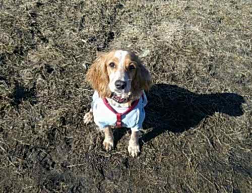 Русский охотничий спаниель Лапа