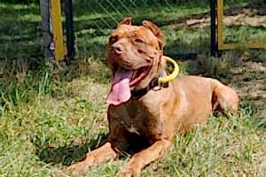 О методах дрессировки собак