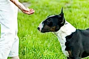 Дрессировка собак