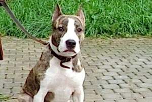 Техника дрессировки собак