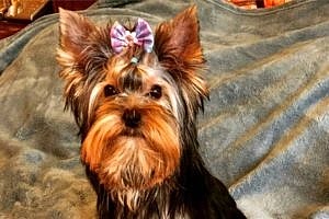 Йоркширский терьер, Леся