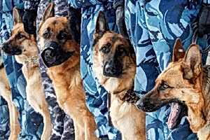 военная кинология