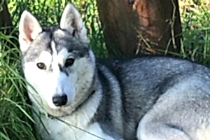 Техника дрессировки собак