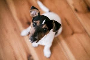 правила выбора породы собак