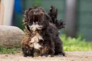 какую породу выбрать