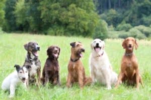 Базовые знания владельцам собак