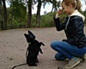 Шипперке, Алан