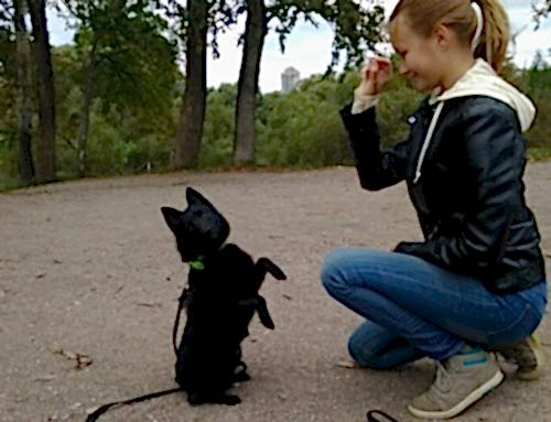 Шипперке Алан