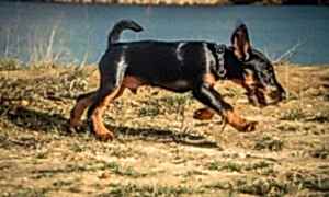 Техника дрессировки собак