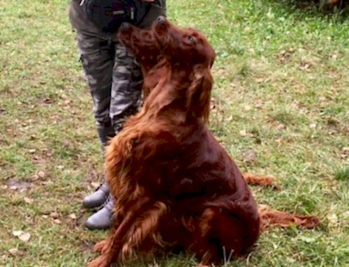 Ирландский сеттер, Gardensett Perfect Holiday