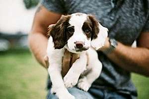 Если собака боится лестницы