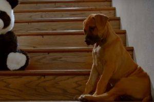 Если собака боится лестницы
