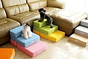 СОБАКА БОИТСЯ ЛЕСТНИЦЫ