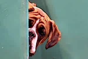 СОБАКА БОИТСЯ ЛЕСТНИЦЫ