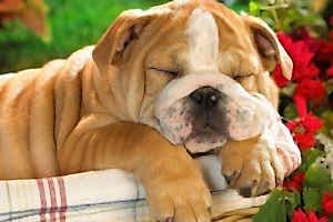 Как успокоить и расслабить собаку