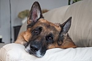 Как успокоить и расслабить собаку