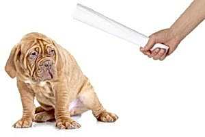 можно ли бить собаку?