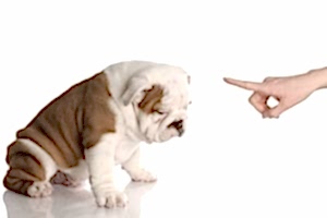 Дрессировка собак