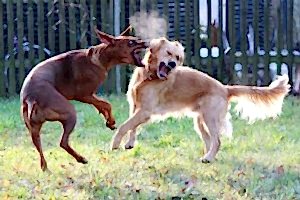 Дрессировка собак