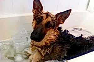 собаки не любят мыться