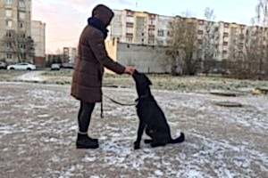 Контрастный метод дрессировки