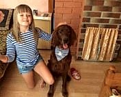 ирландский сеттер