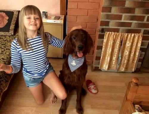 Ирландский сеттер, Яник