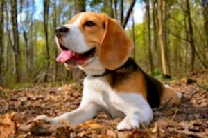 Породы собак для детей