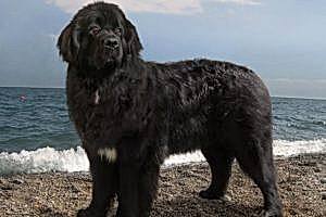 НЬЮФАУНДЛЕНД