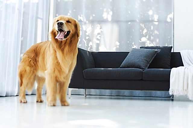 Домашняя дрессировка собак