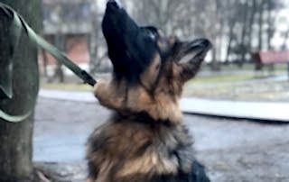 Немецкая овчарка, Гермиона