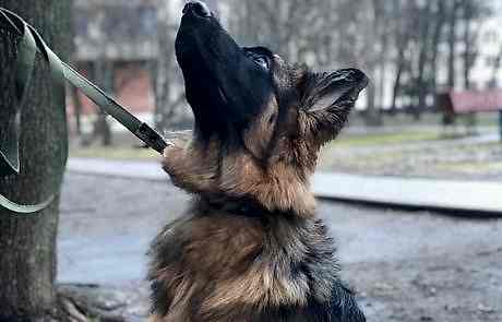 Немецкая овчарка, Гермиона