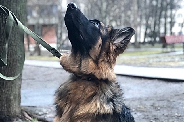 Немецкая овчарка, Гермиона