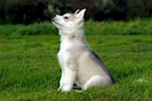 Основы дрессировки собак 